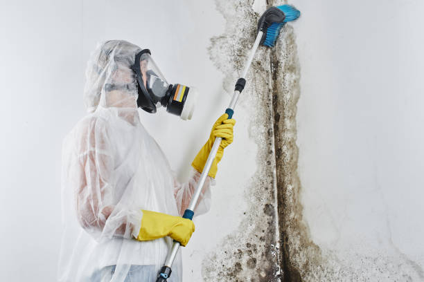 Best Attic Mold Remediation in Chimayo, NM