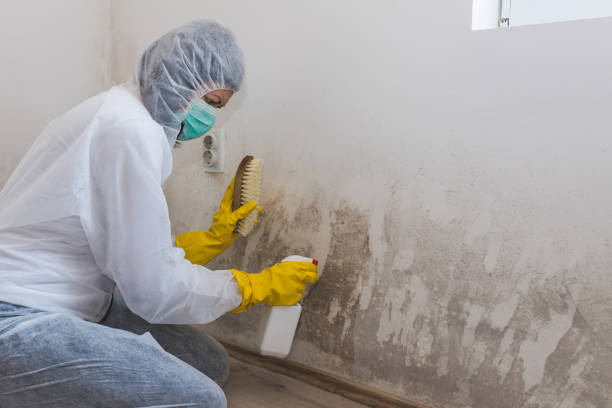 Best Mold Testing and Inspection Services in Chimayo, NM