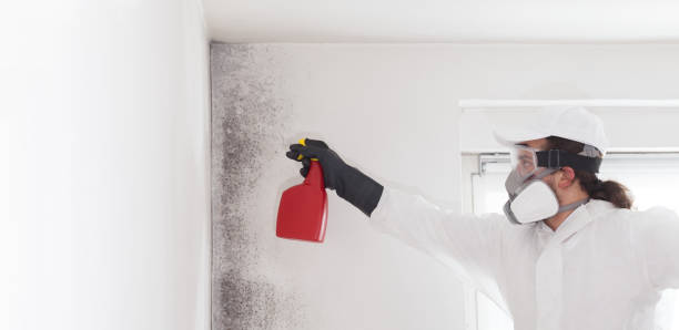 Best Post-Flood Mold Remediation in Chimayo, NM
